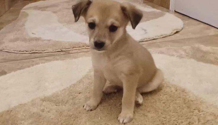 Chihuahua Puppies - Image 3 of 3