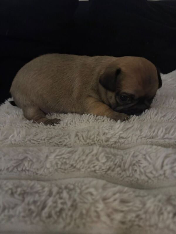 Chihuahua Puppies For Sale