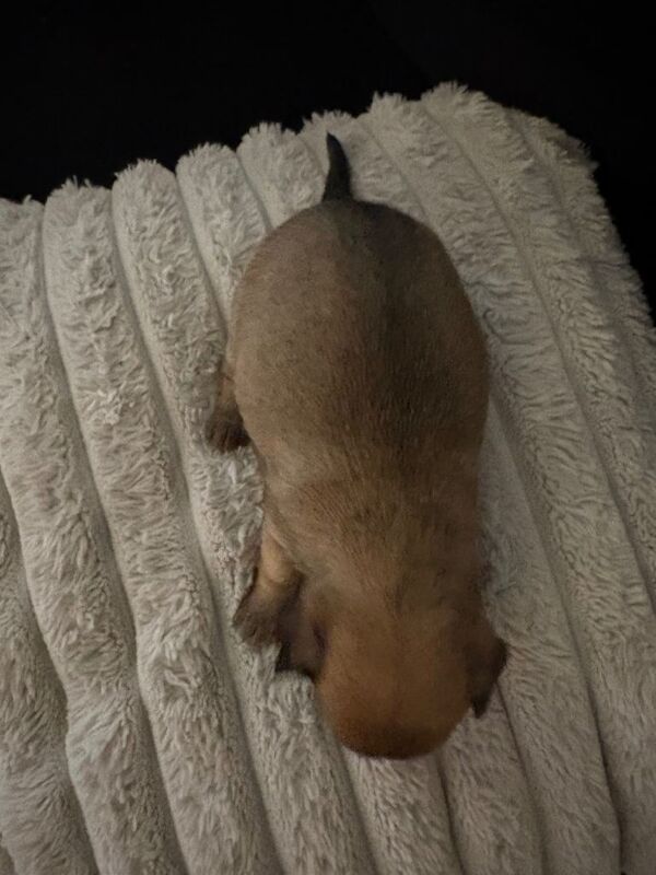 Chihuahua puppies for sale in Sheerness, Kent – 6 weeks old - Image 2 of 6