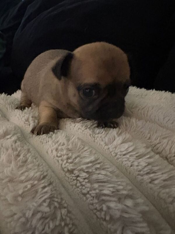 Chihuahua puppies for sale in Sheerness, Kent – 6 weeks old - Image 3 of 6