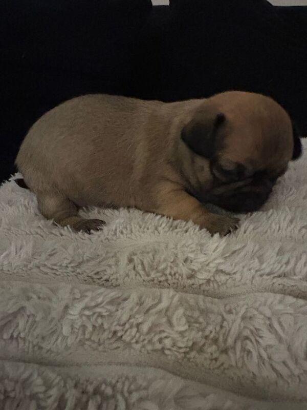 Chihuahua puppies for sale in Sheerness, Kent – 6 weeks old - Image 4 of 6