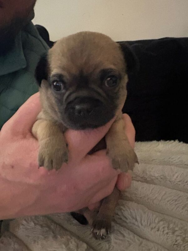 Chihuahua puppies for sale in Sheerness, Kent – 6 weeks old - Image 5 of 6