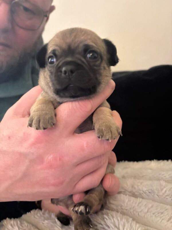 Chihuahua puppies for sale in Sheerness, Kent – 6 weeks old - Image 6 of 6