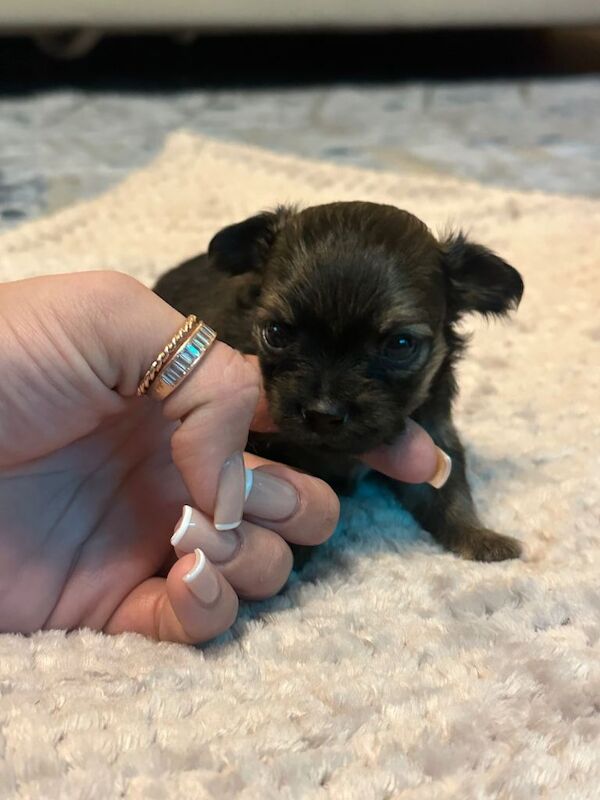 Chihuahua puppies for sale in Sinfin, Derbyshire β 4 weeks old