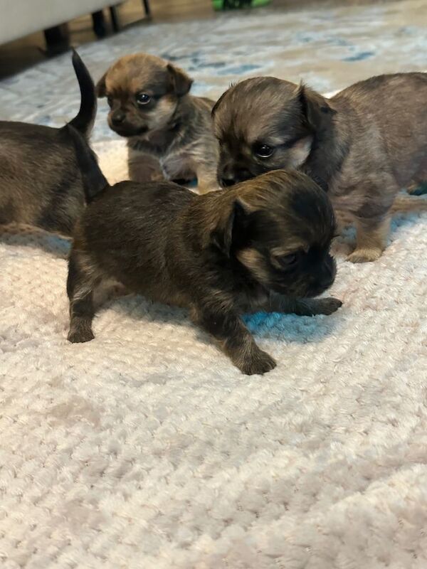 Chihuahua puppies for sale in Sinfin, Derbyshire – 4 weeks old - Image 3 of 3
