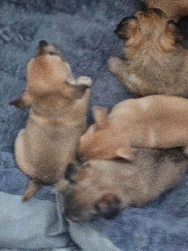 Chihuahua puppies for sale in Sutton, London – 6 weeks old