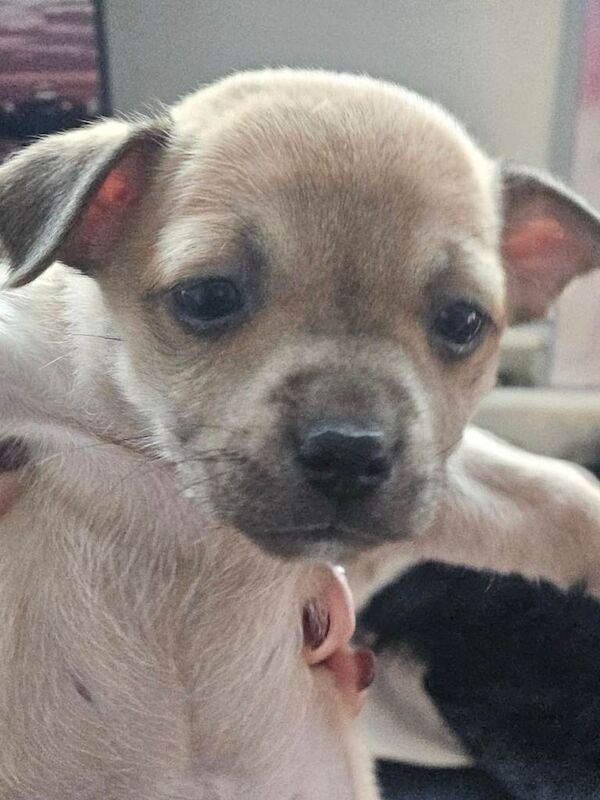 Chihuahua puppies for sale in Sutton, London – 7 weeks old - Image 2 of 5