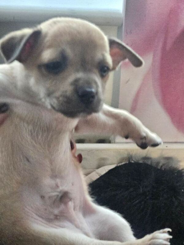 Chihuahua puppies for sale in Sutton, London – 7 weeks old - Image 3 of 5