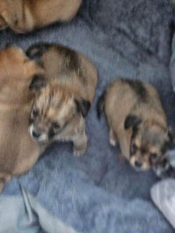 Chihuahua puppies for sale in Sutton, London – 7 weeks old - Image 4 of 5