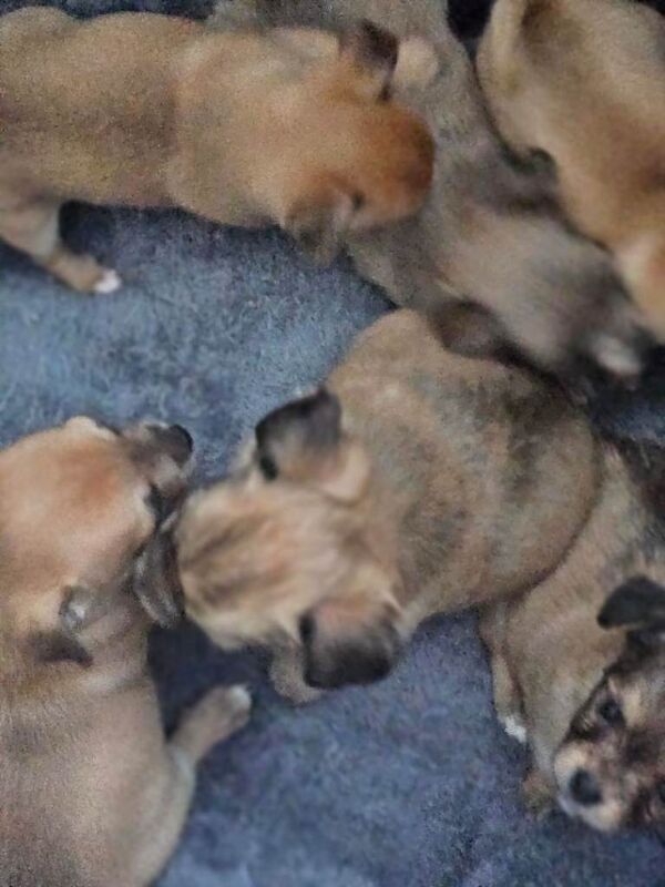 Chihuahua puppies for sale in Sutton, London – 7 weeks old - Image 5 of 5