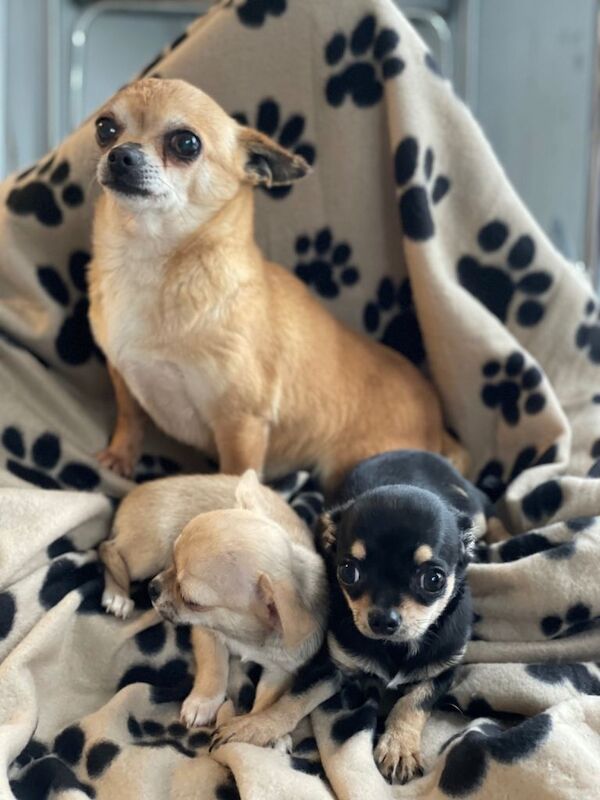 Chihuahua puppies for sale in Llanelli, Carmarthenshire – 11 weeks old