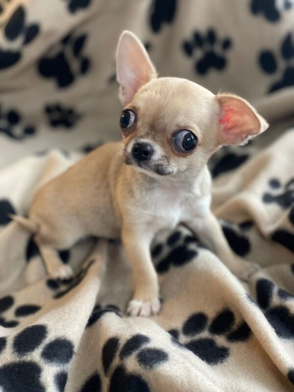 Chihuahua puppies for sale in Llanelli, Carmarthenshire – 11 weeks old - Image 2 of 3