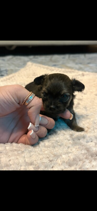 Chihuahua puppies for sale in Sinfin, Derbyshire – 7 weeks old