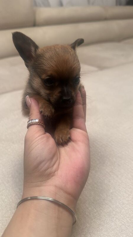 Chihuahua Puppies - Image 2 of 4