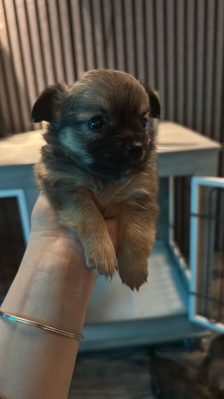 Chihuahua Puppies - Image 3 of 4