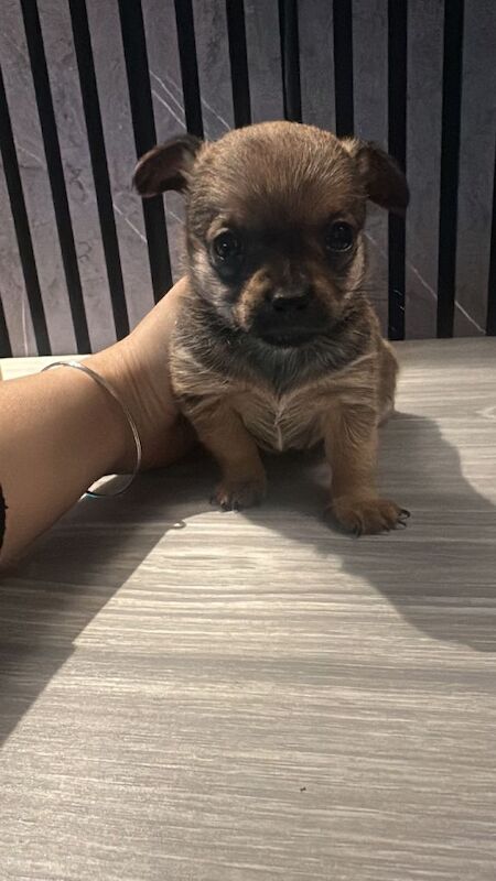 Chihuahua Puppies - Image 4 of 4