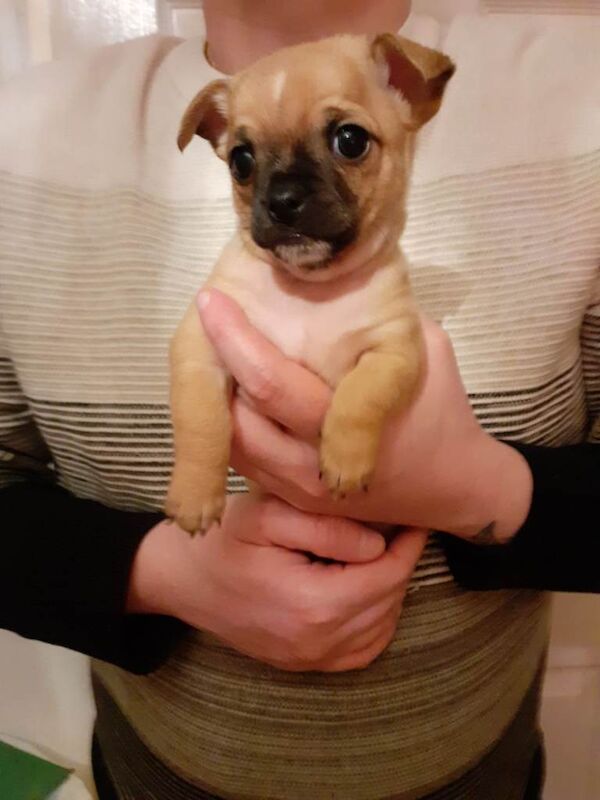 Chihuahua puppies - Image 2 of 6