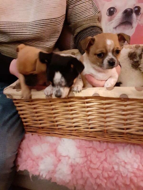 Chihuahua puppies - Image 3 of 6