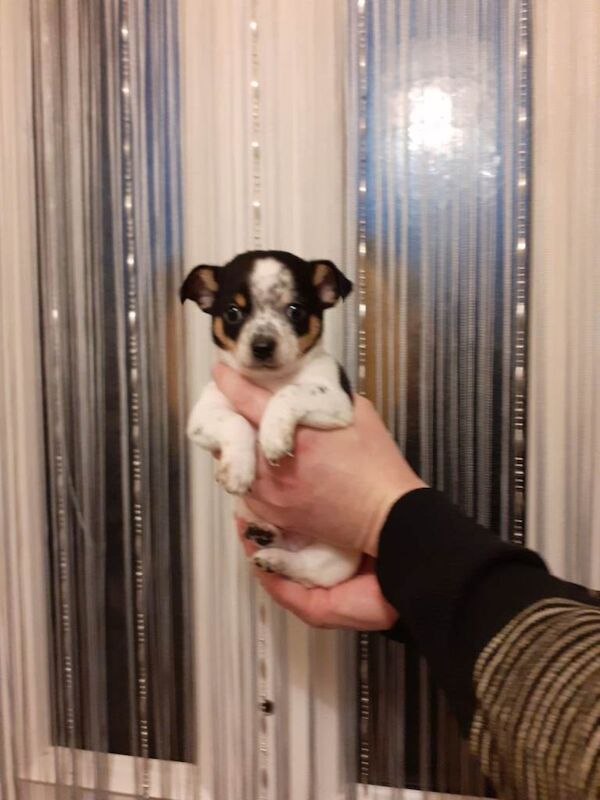 Chihuahua puppies - Image 4 of 6