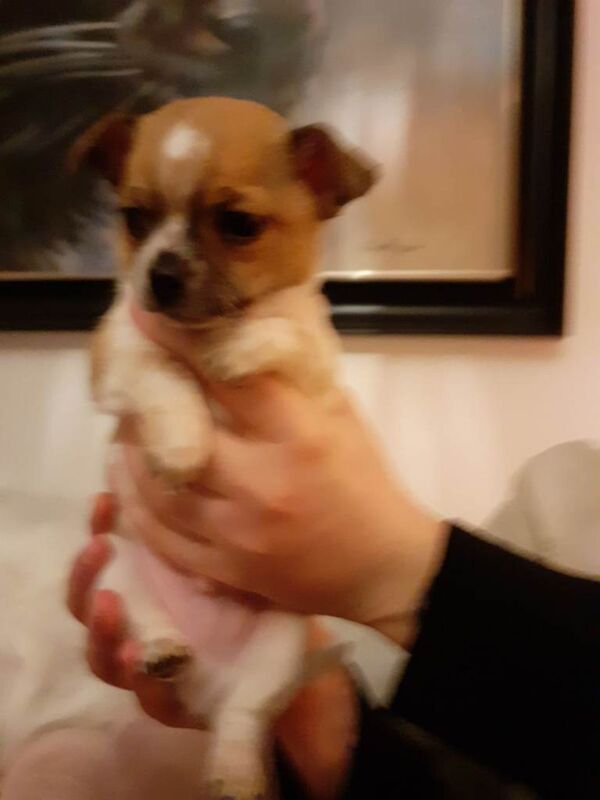 Chihuahua puppies - Image 5 of 6