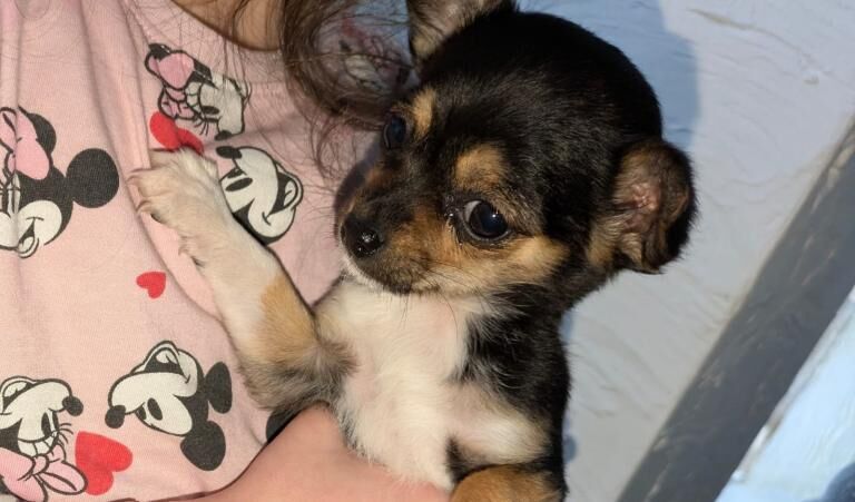 Chihuahua puppies