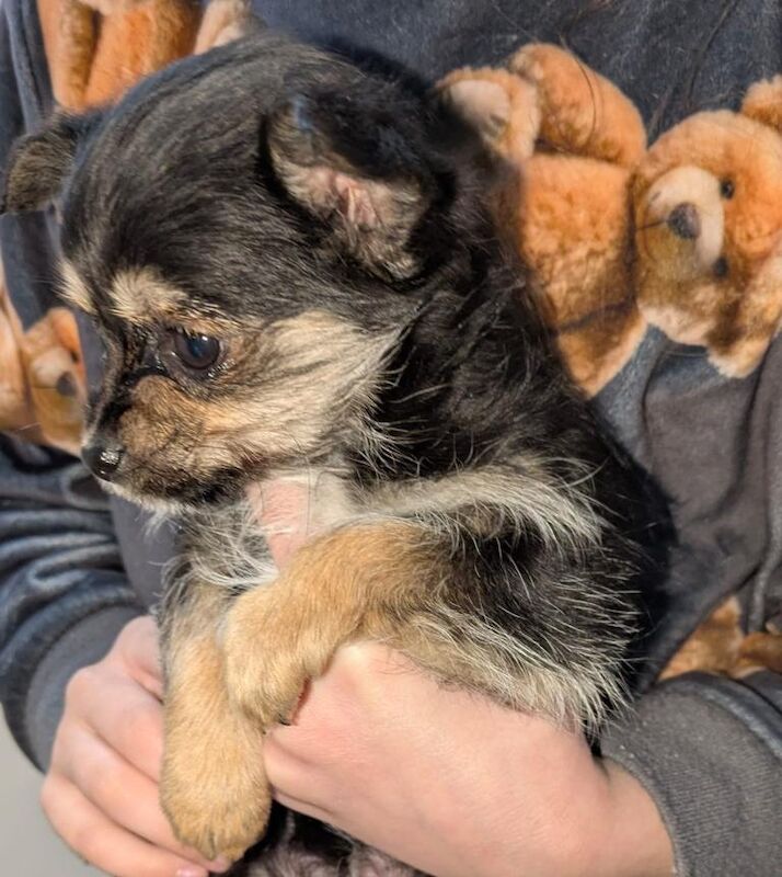 Chihuahua puppies - Image 2 of 5