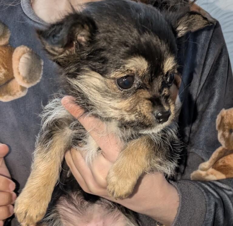 Chihuahua puppies - Image 3 of 5