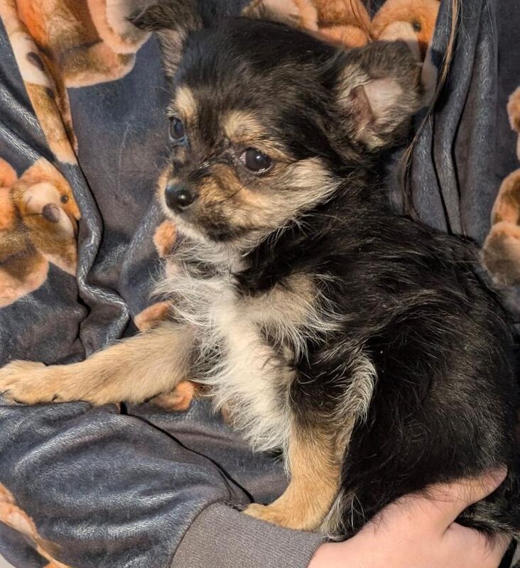 Chihuahua puppies - Image 4 of 5