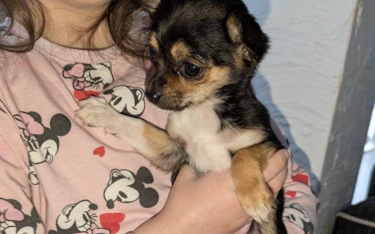 Chihuahua puppies - Image 5 of 5