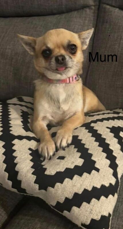 Chihuahua Puppies For Sale