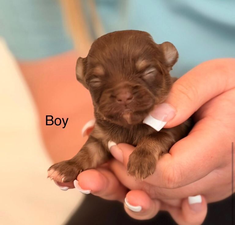 Chihuahua puppies - Image 3 of 3