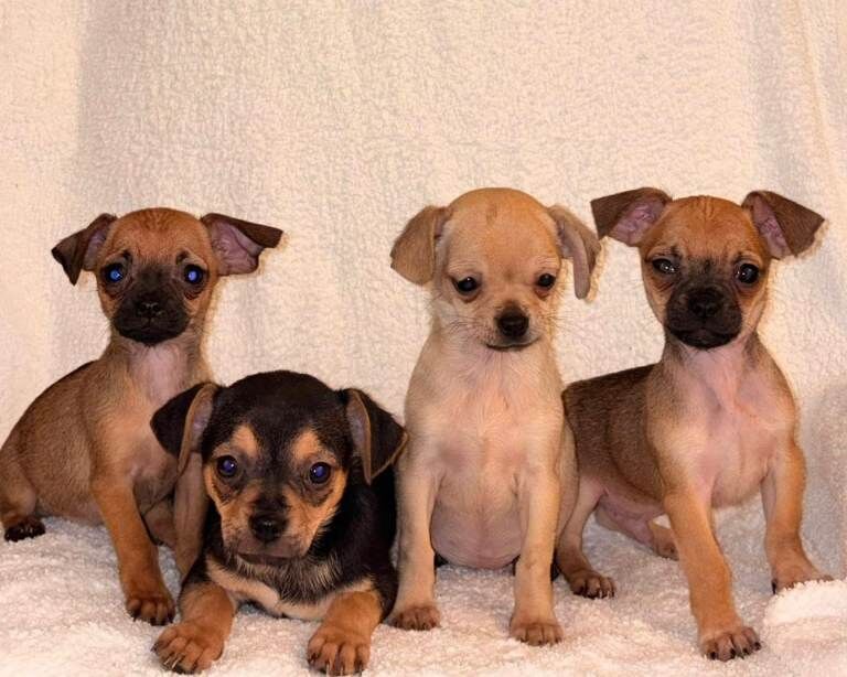 Chihuahua Puppies For Sale Under £1,000