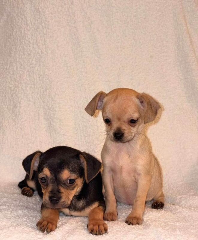 Chihuahua Puppies - Image 2 of 5