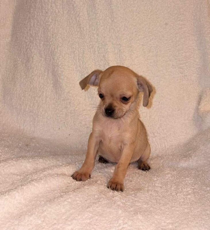 Chihuahua Puppies - Image 3 of 5