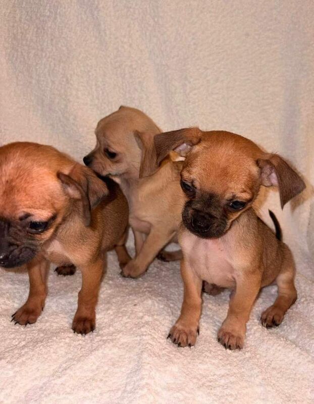 Chihuahua Puppies - Image 4 of 5