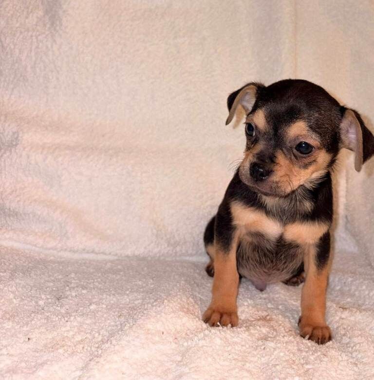 Chihuahua Puppies - Image 5 of 5