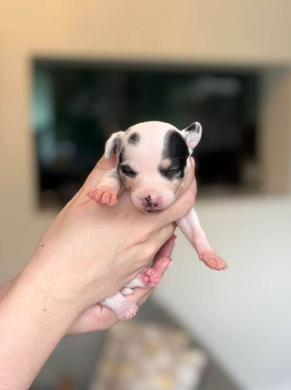 Chihuahua puppies - Image 2 of 3