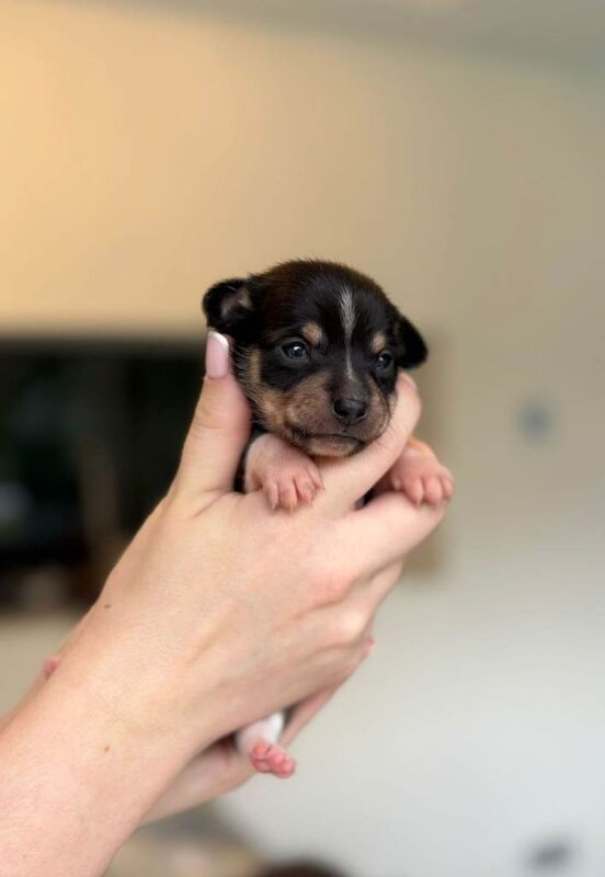 Chihuahua puppies - Image 3 of 3