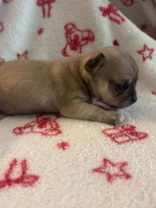 Chihuahua puppies - Image 3 of 3