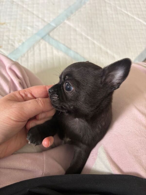 Chihuahua puppies