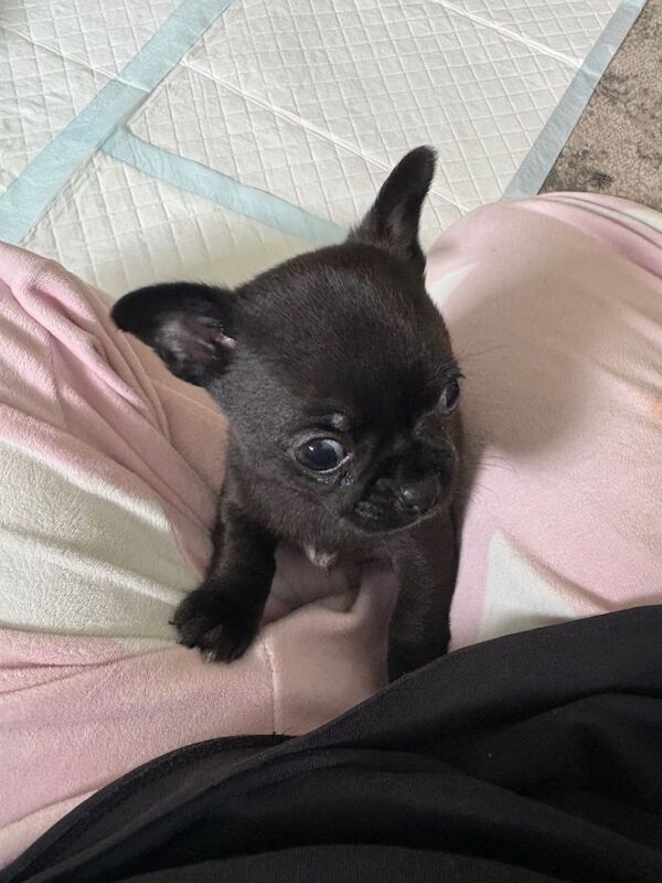 Chihuahua puppies - Image 2 of 4