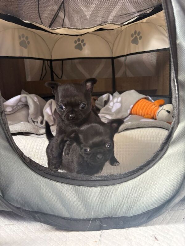Chihuahua puppies - Image 3 of 4