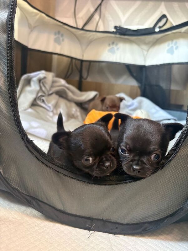 Chihuahua puppies - Image 4 of 4