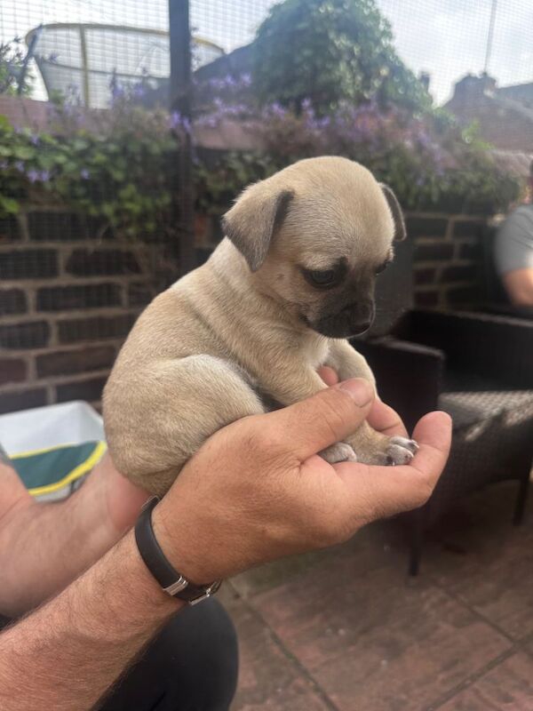 Chihuahua Puppies For Sale Under £1,000
