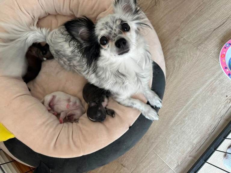 chihuahua puppies