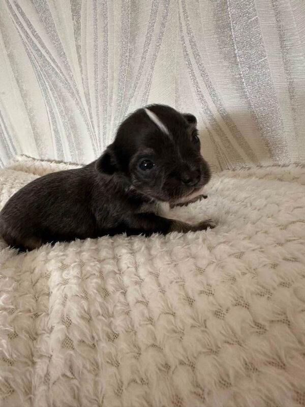 chihuahua puppies - Image 3 of 3