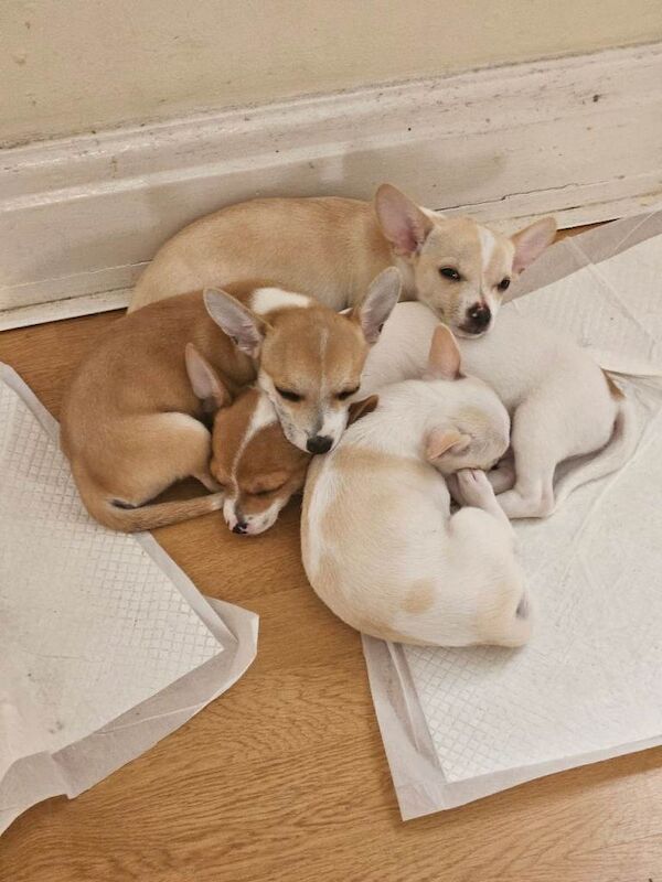 Chihuahua Puppies For Sale Under £1,000