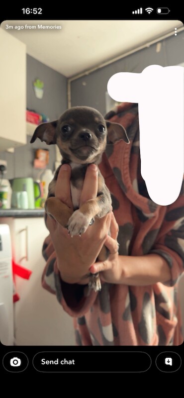 Chihuahua puppies