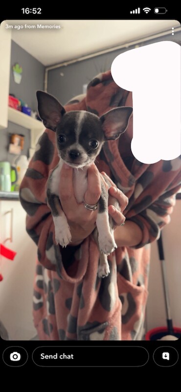 Chihuahua puppies - Image 2 of 3
