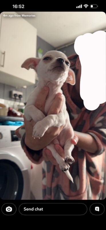 Chihuahua puppies - Image 3 of 3